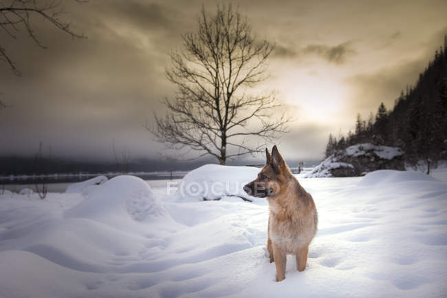 Австрия, Штирия, немецкая овчарка на озере Мбаппе зимой — стоковое фото