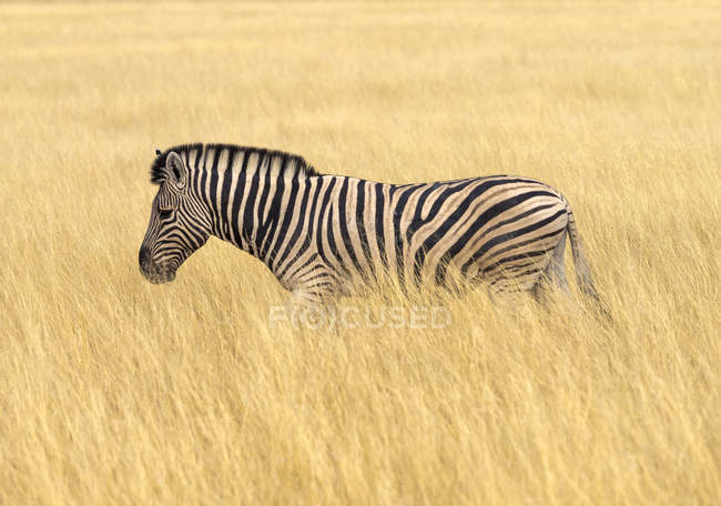 Llanuras de cebra en hierba alta en África, Namibia, Parque Nacional Etosha - foto de stock