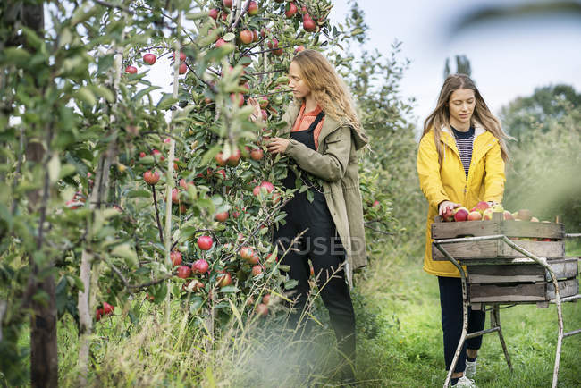 Due donne che raccolgono mele nel frutteto — Foto stock