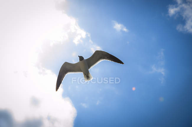 Gaivota voadora contra o céu azul — Fotografia de Stock