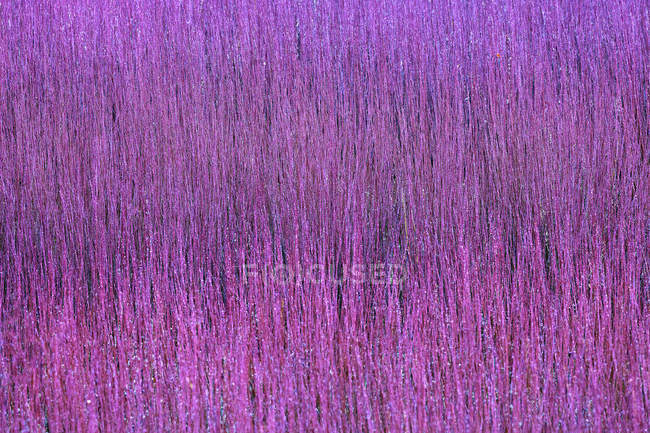 Hermoso cultivo de mimbre violeta en Canamares, España en otoño - foto de stock