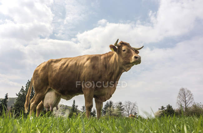 Vacca da latte al pascolo — Foto stock