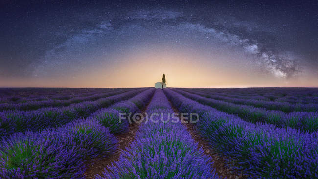 Francia, Alpes-de-Haute-Provence, Valensole, campo di lavanda sotto la via lattea — Foto stock