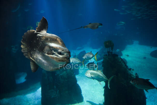 Mola comune, Mola mola, nuoto in acquario — Foto stock