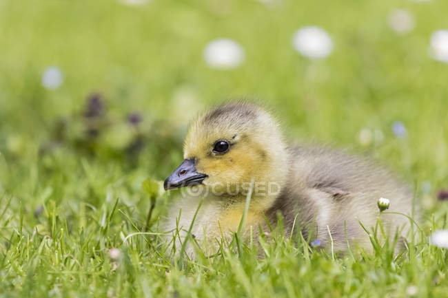 Gosling de ganso de Canadá acostado en un prado - foto de stock