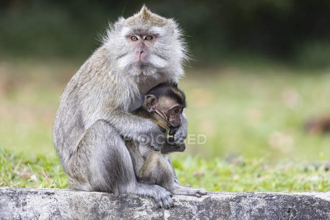 Mauritius, Black River Gorges National Park, macaco coda lunga, macachi coda lunga, madre con giovane animale — Foto stock