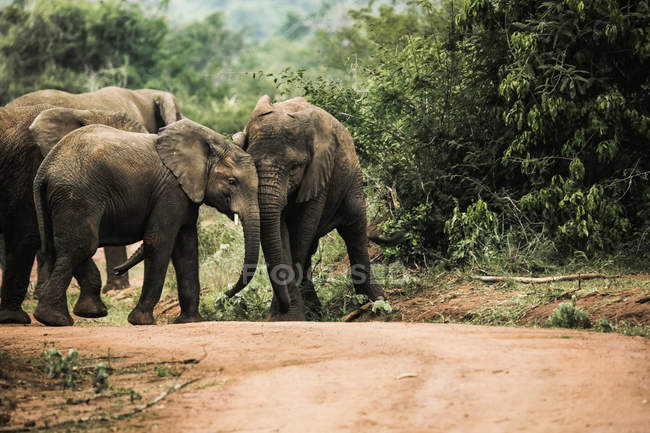 Uganda, Parque Nacional Kigezi, Jovens elefantes brincando juntos — Fotografia de Stock