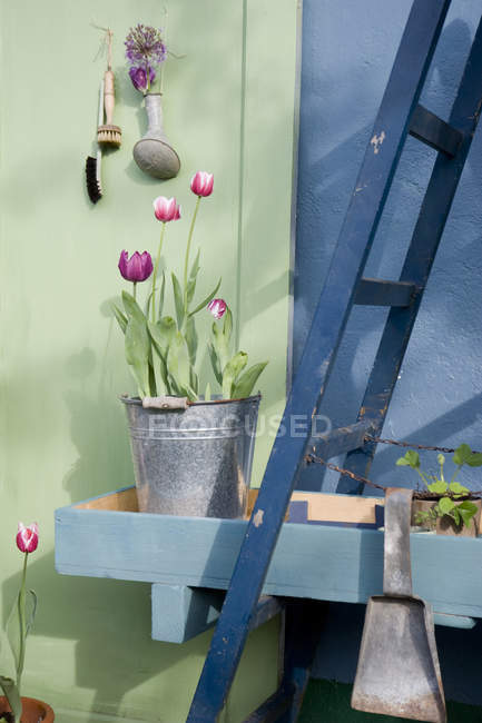 Tulipanes en maceta en cubo de metal — día, pintura - Stock Photo |  #265157350