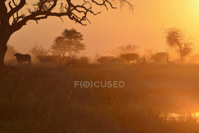 Afrique, Namibie, Parc national de Bwabwata, Kwando Core Area, troupeau de buffles — Photo de stock