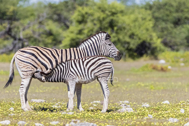 Madre y animal joven lactando en África, Namibia, Parque Nacional Etosha - foto de stock