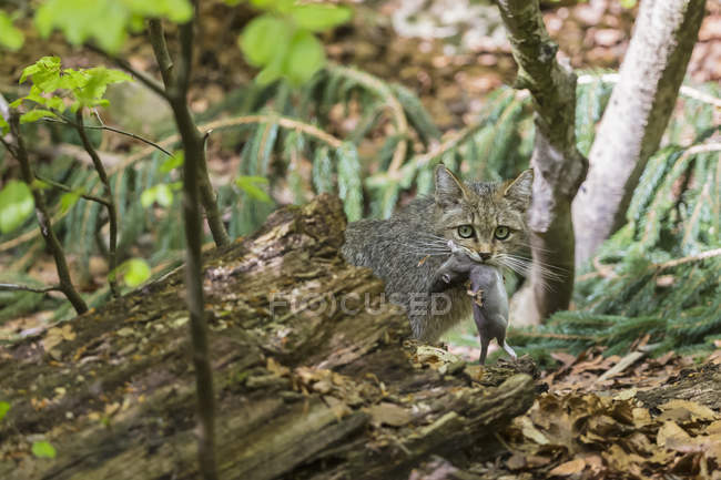 Germania, Parco Nazionale della Foresta Bavarese, animale Sito all'aperto Neuschoenau, gatto selvatico, Felis silvestris, con preda — Foto stock