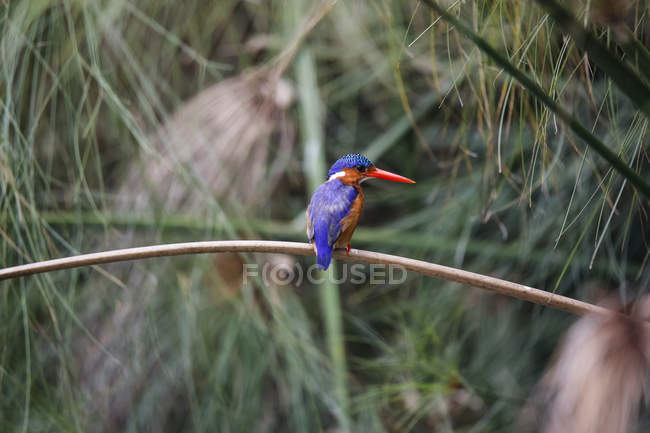 Uganda, Lake Victoria, Azure kingfisher perching on branch — Stock Photo