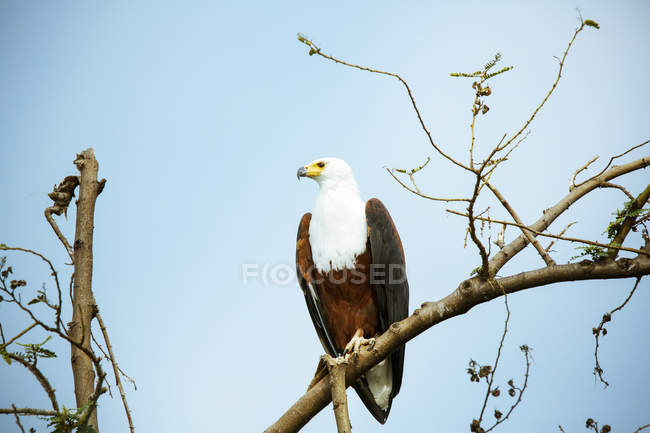 Uganda, Parque Nacional de Kigezi, Águia calva empoleirada no ramo — Fotografia de Stock