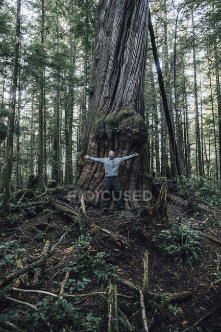 Canada, Colombie-Britannique, île de Vancouver, homme sur le sentier Cape Scott à un arbre géant — Photo de stock