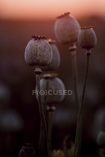Plantas de papoila, Papaver somniferum, vaso de sementes, à luz da noite — Fotografia de Stock