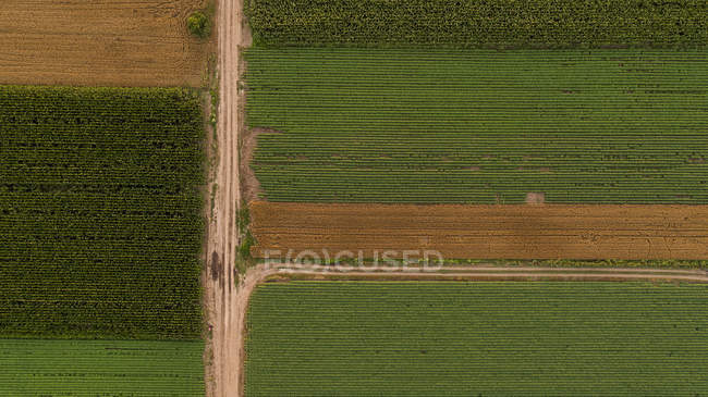 Serbie, Voïvodine, Vue aérienne des champs de maïs, de blé et de soja en fin d'après-midi d'été — Photo de stock