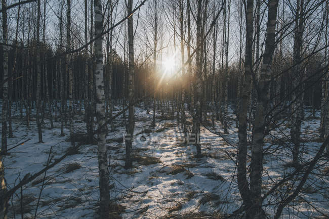 Svezia, Sodermanland, foresta remota retroilluminata — Foto stock