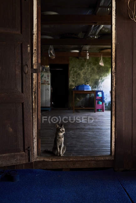 М'янма, Cat розміщення поруч з дверима — стокове фото