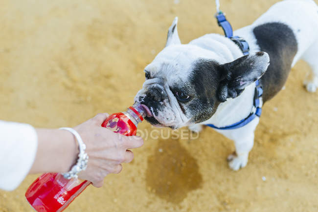 Hund trinkt Wasser aus Flasche — Stockfoto