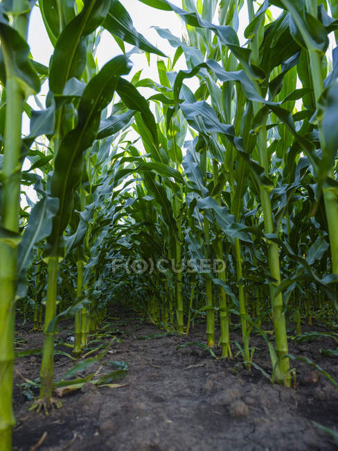 Sérvia, Voivodina. O milho verde vem em uma fileira, Zea mays — Fotografia de Stock