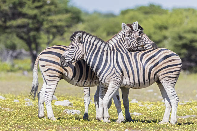 Zebras de Burchell na África, Namíbia, Parque Nacional de Etosha — Fotografia de Stock