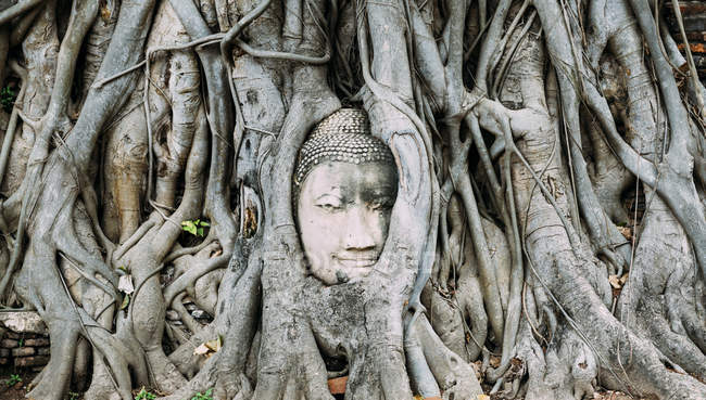Thailand, Ayutthaya, Buddha head in between tree roots at Wat Mahathat — Stock Photo