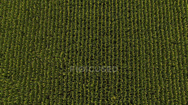 Сербія, Воєводина, повітряна вид зеленої кукурудзи поля — стокове фото