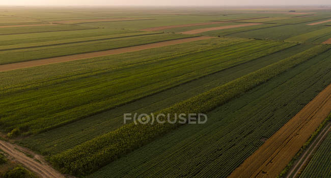 Сербія, Воєводина, повітряна думка кукурудзи, пшениці та сої полів наприкінці літнього дня — стокове фото