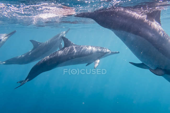 Maurice, Océan Indien, Dauphins à bec communes, Tursiops truncatus — Photo de stock