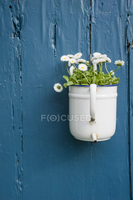 Flower decoration, white daisies flowering in enamel pot — Stock Photo