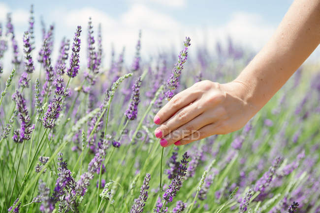 Frankreich, Provence, Frau berührt Lavendelblüten auf Feld im Sommer — Stockfoto