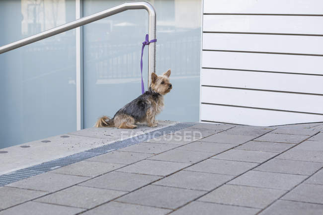 Yorkshire Terrier esperando ao ar livre — Fotografia de Stock