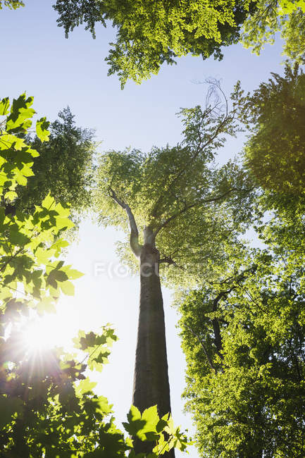 Allemagne, Leipzig, forêt alluviale au printemps au contre-jour — Photo de stock