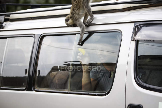 Uganda, Queen Elisabeth National Park, Curious vervet monkey climing on off-road vehicle — Stock Photo