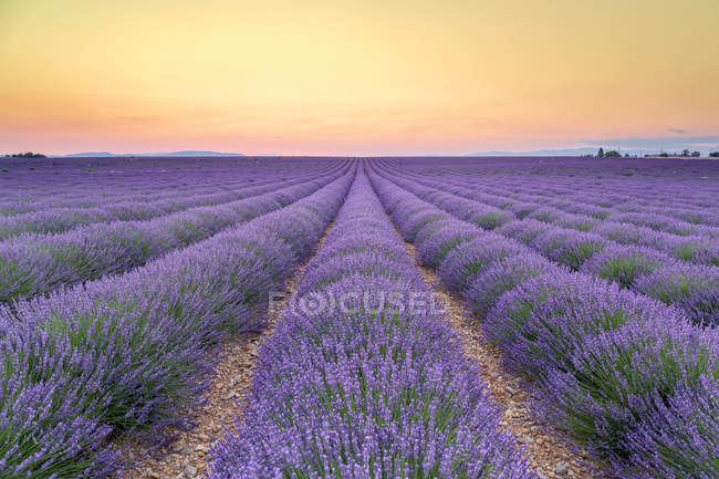França, Alpes-de-Haute-Provence, Valensole, campo de lavanda no crepúsculo — Fotografia de Stock