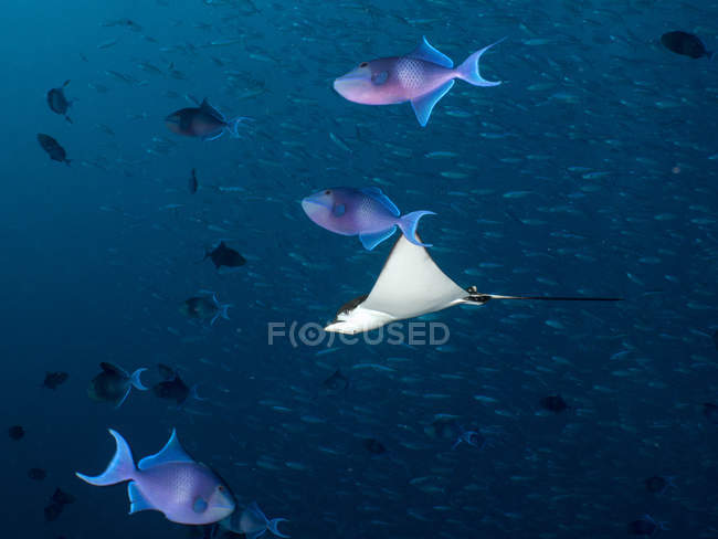 Maldivas, raias de águia manchadas, Aetobatus narinari e peixes — Fotografia de Stock