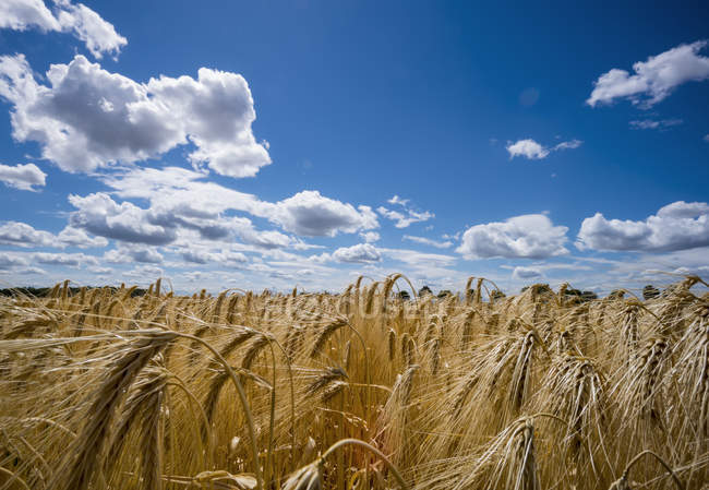Austria, Hoersching, grain field at daytime — Stock Photo