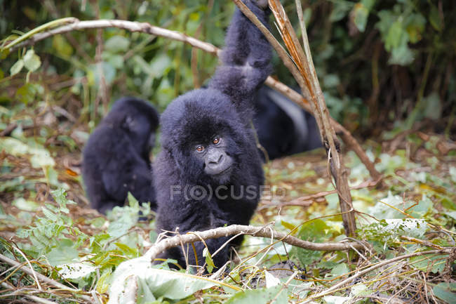 Африка, Демократична Республіка Конго, молода гора горил грає в джунглях — стокове фото