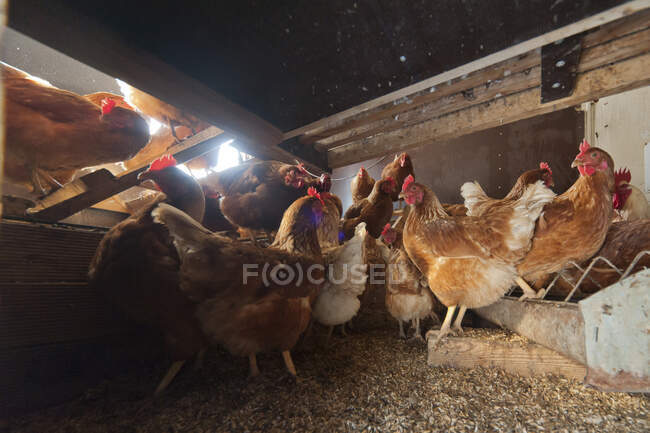 Alemanha, Frango na fazenda em galinheiro — Fotografia de Stock