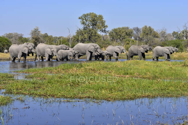 Afrique, Namibie, Parc national de Bwabwata, rivière Kwando, troupeau d'éléphants, Loxodonta africana — Photo de stock