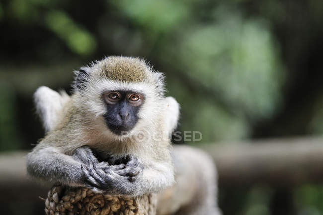 Uganda, Kigezi National Park, Vervet monkey — Stock Photo