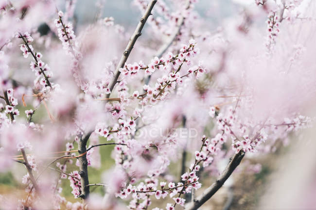 Spagna, Lleida, Fiori di ciliegio in primavera — Foto stock