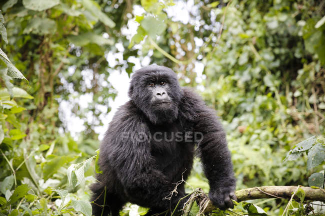 África, República Democrática del Congo, Gorila de montaña en la selva - foto de stock
