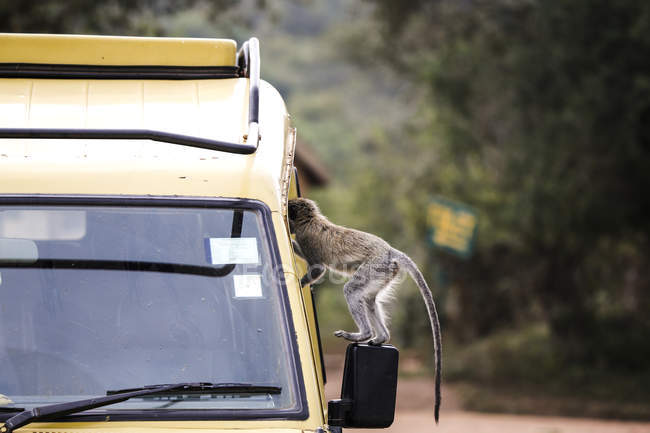 Uganda, Queen Elisabeth National Park, Curious vervet monkey climing on off-road vehicle — Stock Photo