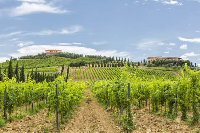 Itália, Toscana, Monsummano Terme, vinha — Fotografia de Stock