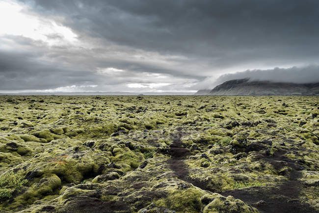 Island, kirkjubaejarklaustur, dverghamrar, Lavafeld mit Moos bewachsen — Stockfoto