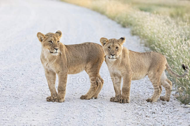 Botswana, Parque Transfronterizo de Kgalagadi, leones jóvenes, Panthera  leo, de pie en la carretera de grava — peligro, Savannah - Stock Photo |  #268294870