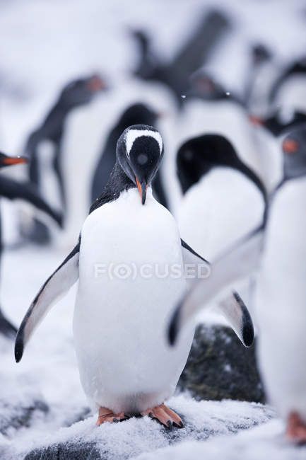 Antarctique, Péninsule Antarctique, Pingouin de Gentoo, Pygoscelis papua — Photo de stock