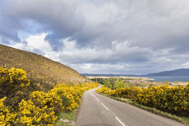 Regno Unito, Scozia, Highlands, arbusti di ginestra a A896 — Foto stock
