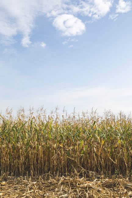 Cornfield at harvesttime with blu sky — Stock Photo